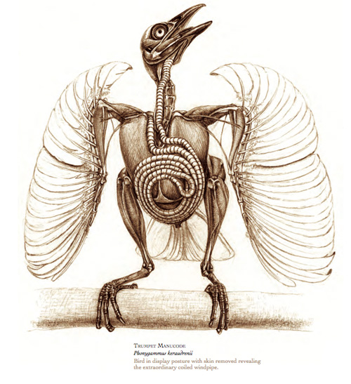 The Unfeathered Bird: An Illustrated History of Avian Anatomy