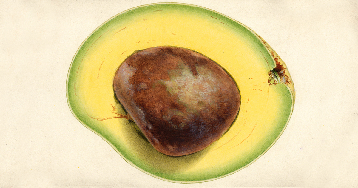 Avocado Invention A Ghost of Evolution: The Curious Case of the Avocado, Which Should Be ...