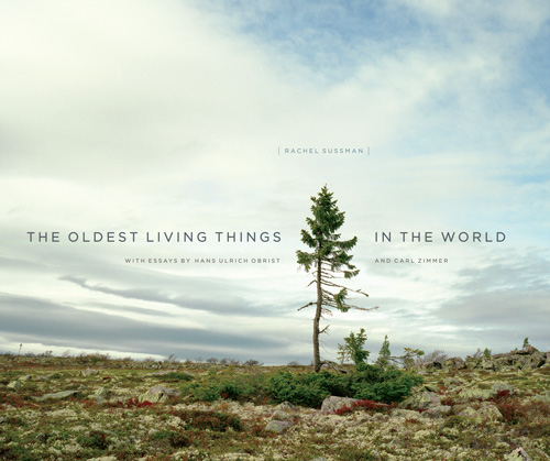 アート・デザイン・音楽 The Oldest Living Things in the World OLTW1.jpg?fit=500,419&ssl=1