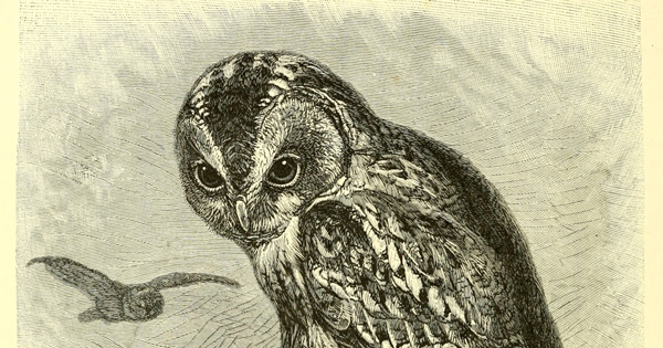 Of Owls and Roses: Mary Oliver on Happiness, Terror, and the Sublime ...