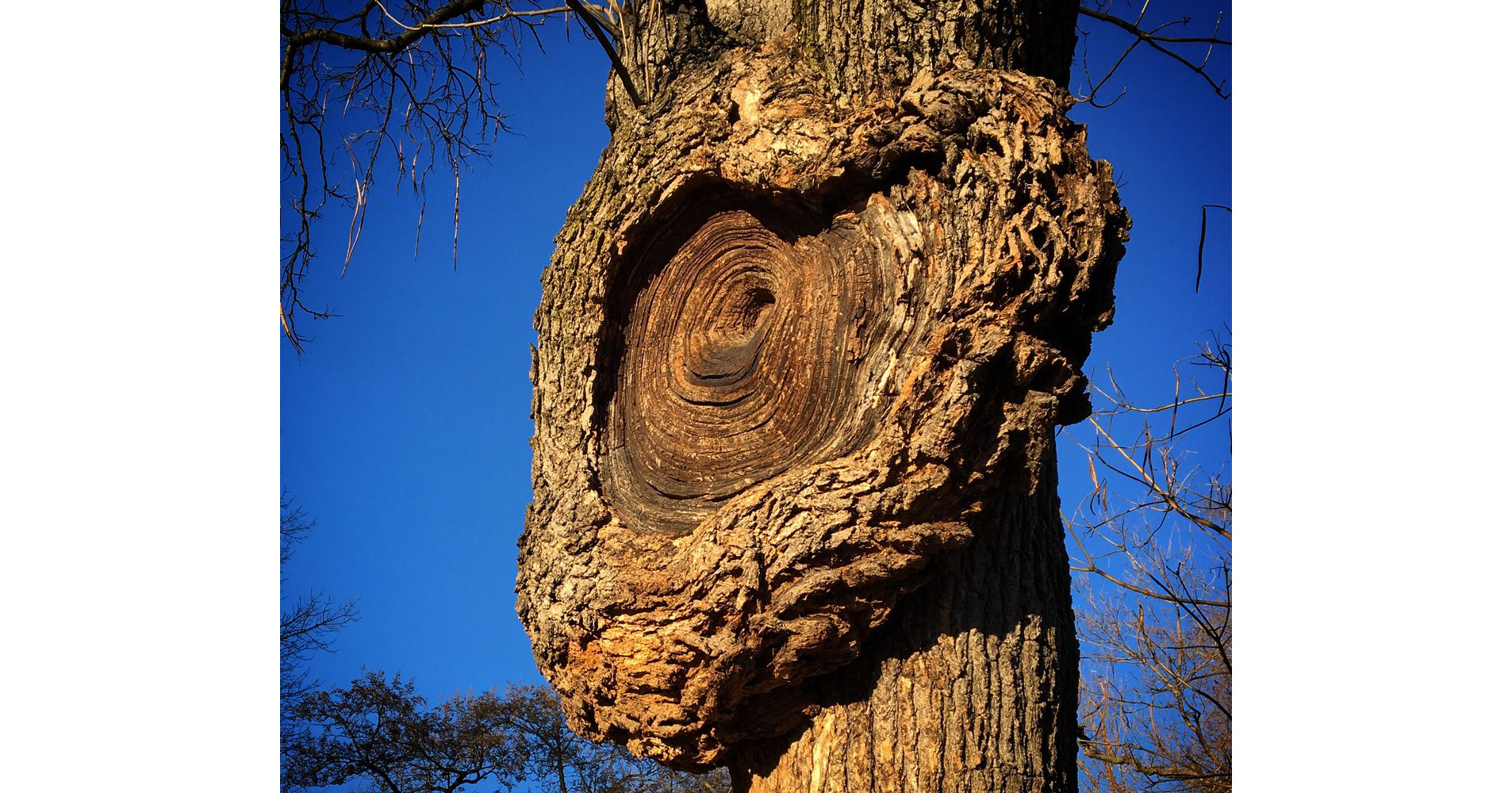 TradeBriefs Editorial