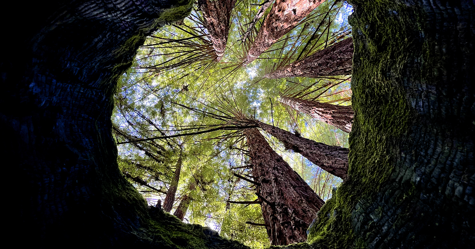 Into the Heart of Life: Richard Powers on Living with Bewilderment at the Otherworldly Wonder of Our World