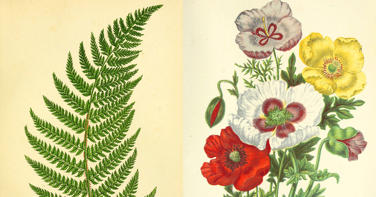 Anne Pratt's Flowers, Ferns, and Quiet Ferocity: How a Middle-Aged