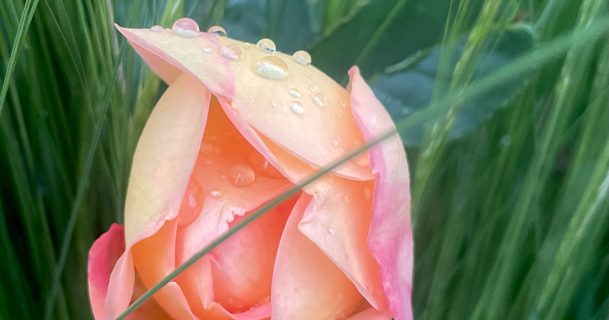 Rebecca Solnit on Writing, Gardening, and the Life of the Mind