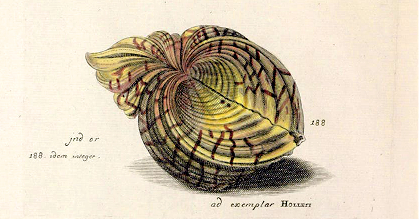 Seashells and the Spiral of Wonder at the Intersection of Art and Science
