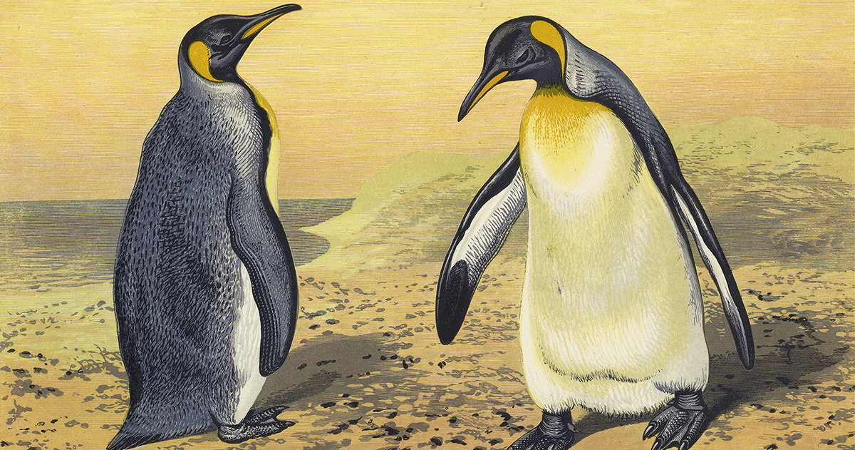 How Evolution Invented Faith: The Patience of the Penguin and the Art of Withstanding Abandonment