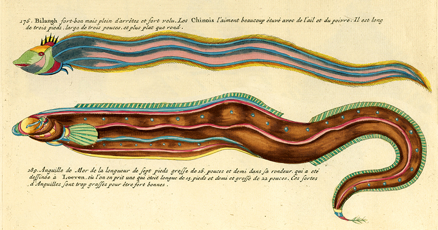 How the Eel Almost Became America’s Thanksgiving Food – The Marginalian How the Eel Almost Became America’s Thanksgiving Food – The Marginalian