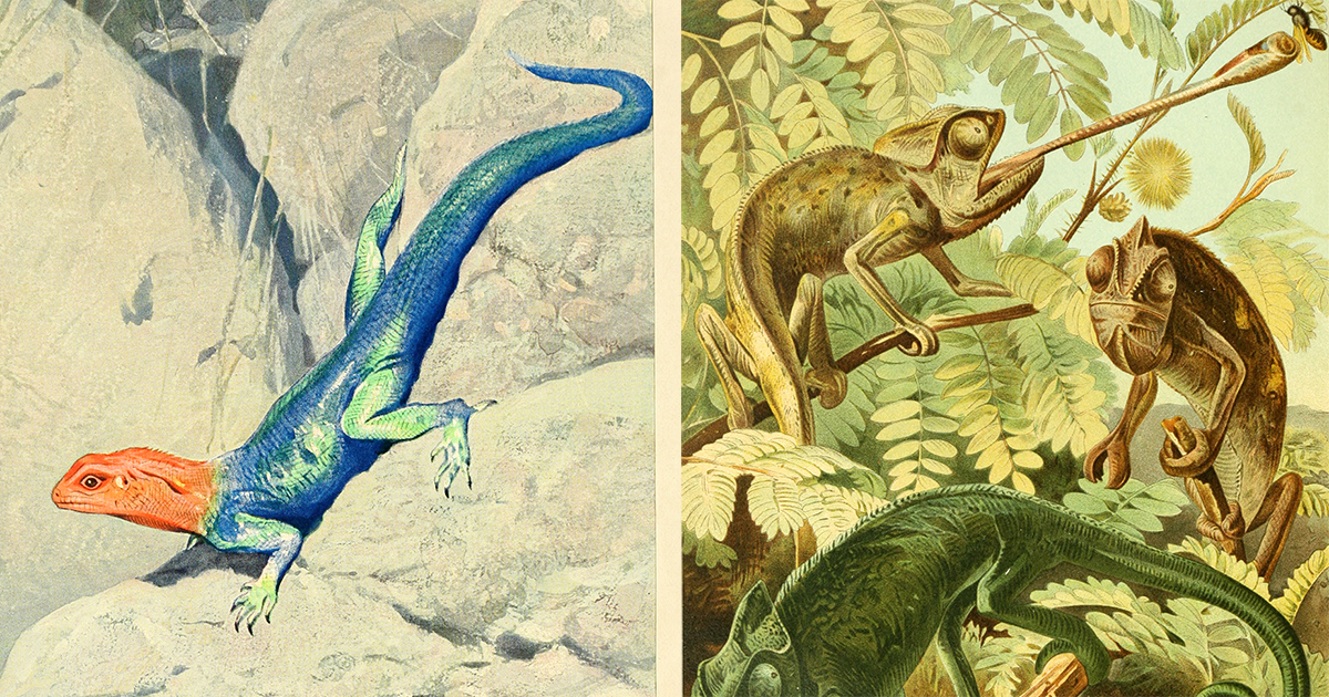 The Otherworldly Wonders of This World: Stunning 19th-Century Natural