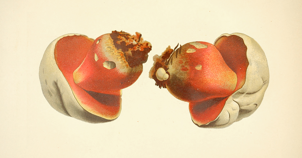 The Science of Mushrooms, Music, and How Sound Waves Stimulate Mycelial Growth – The Marginalian The Science of Mushrooms, Music, and How Sound Waves Stimulate Mycelial Growth – The Marginalian