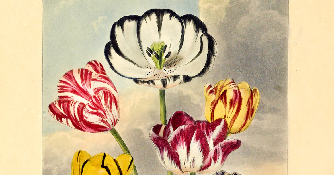 Stunning Illustrations of Flowers Inspired by Erasmus Darwin’s Radical Scientific Poem About the Sexual Reproduction of Plants – The Marginalian