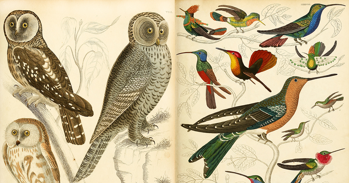 Marginal Bird Dinosaurs of the Sky: Consummate 19th-Century Scottish Natural History ...