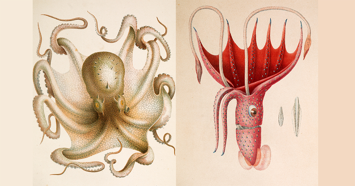 How the Octopus Came to Earth: Stunning 19th-Century French Chromolithographs of Cephalopods