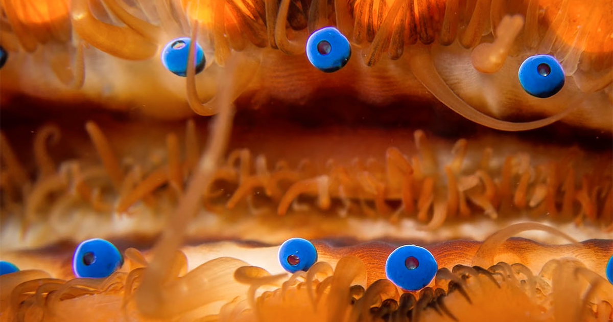 The Space Telescope Eye of the Scallop – The Marginalian The Space Telescope Eye of the Scallop – The Marginalian