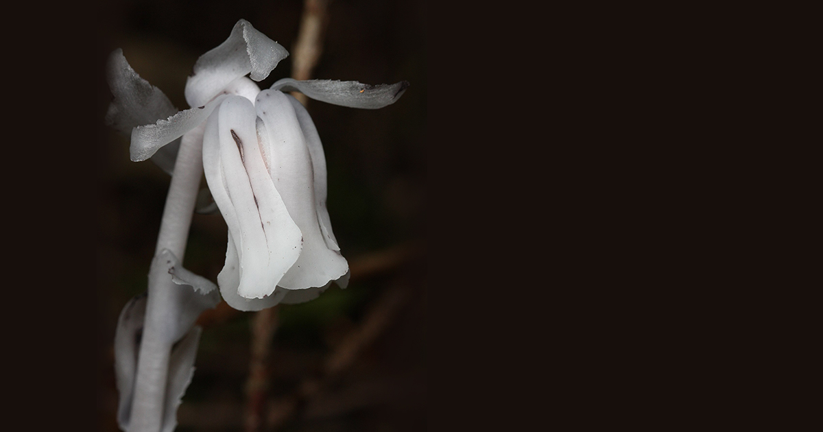 The Poetic Science of the Ghost Pipe: Emily Dickinson and the Secret of Earth’s Most Supernatural Flower