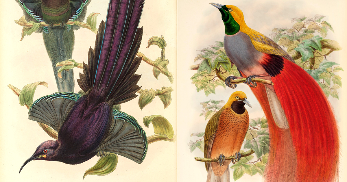 The Species – Birds-of-Paradise Project