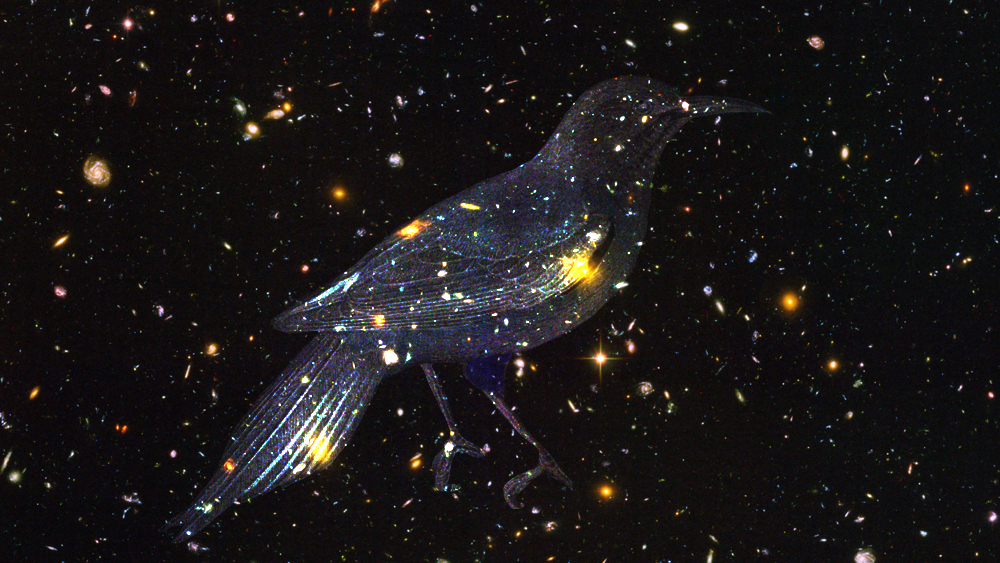 Marginal Bird The Last Bird – The Marginalian