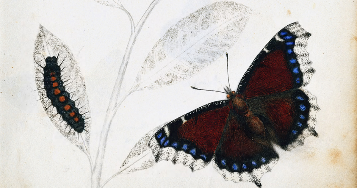 Neurobiologist Susan R. Barry’s Moving Correspondence with Oliver Sacks about the Blessed Overwhelm of Transformation – The Marginalian