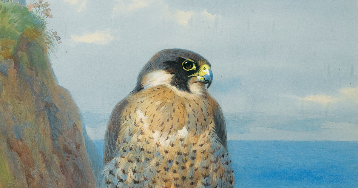 The Peregrine as a Portal to a Way of Seeing and a State of Being – The Marginalian