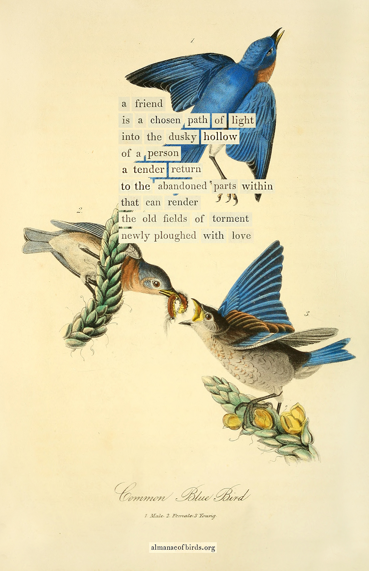 Marginal Bird Blue Bird – The Marginalian