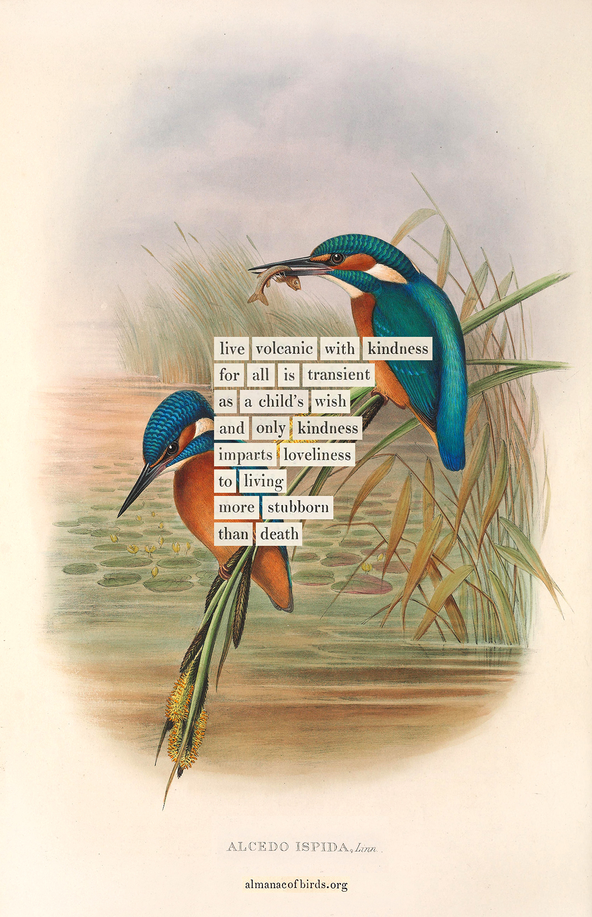 Kingfisher – The Marginalian