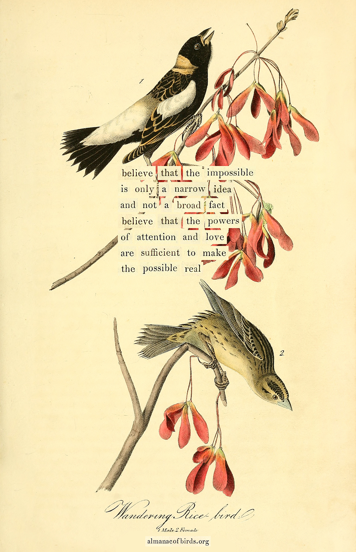 Wandering Rice-bird – The Marginalian
