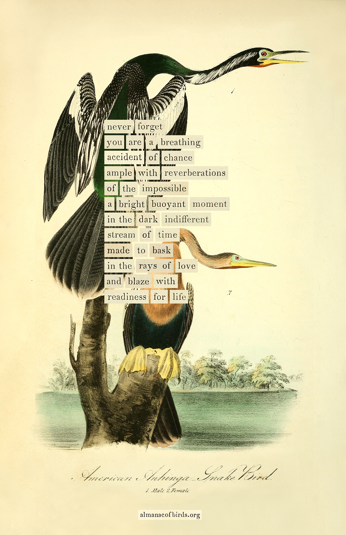 Marginal Bird Snake-bird – The Marginalian