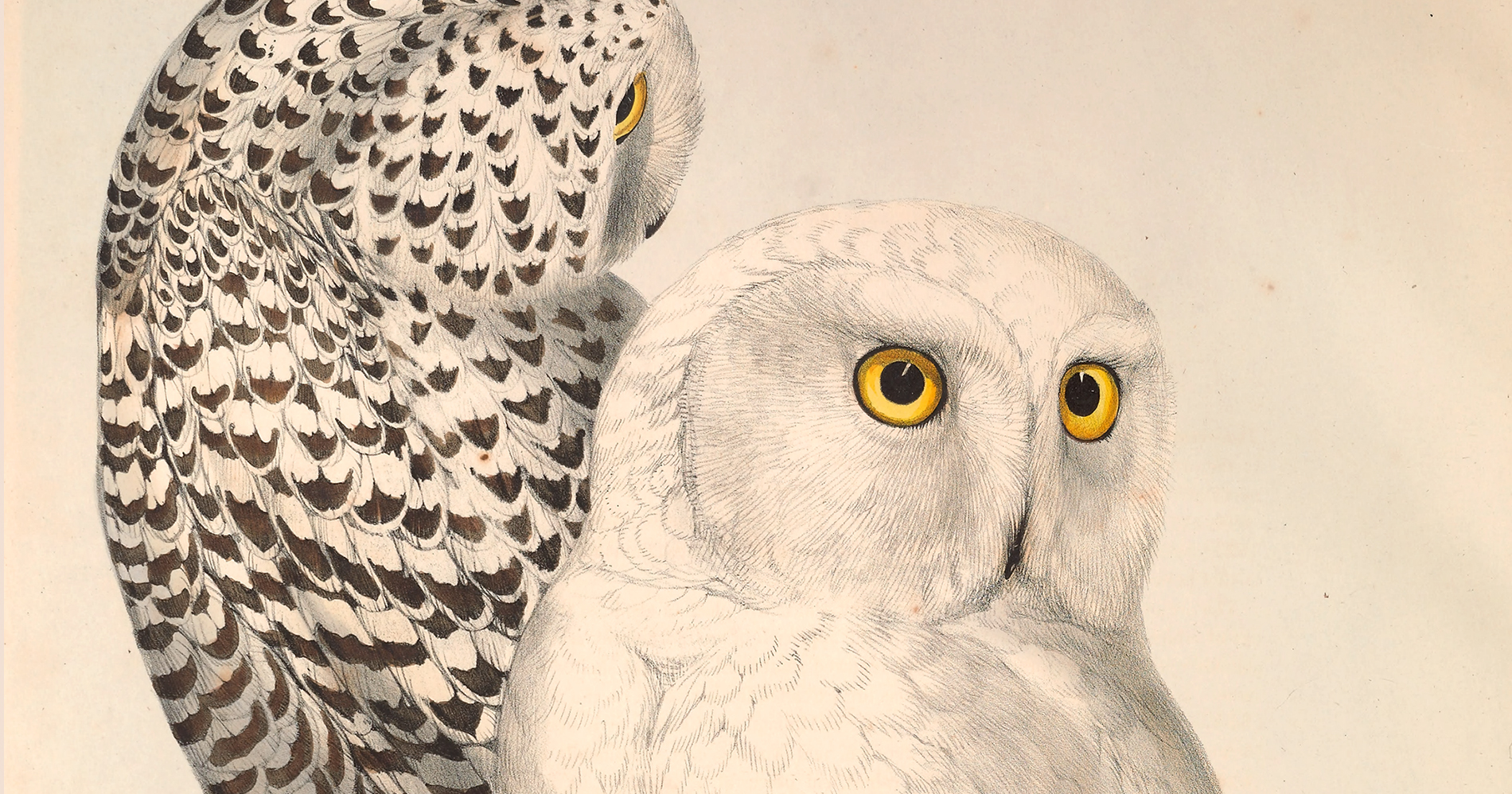 Divinations for Uncertain Days – The Marginalian