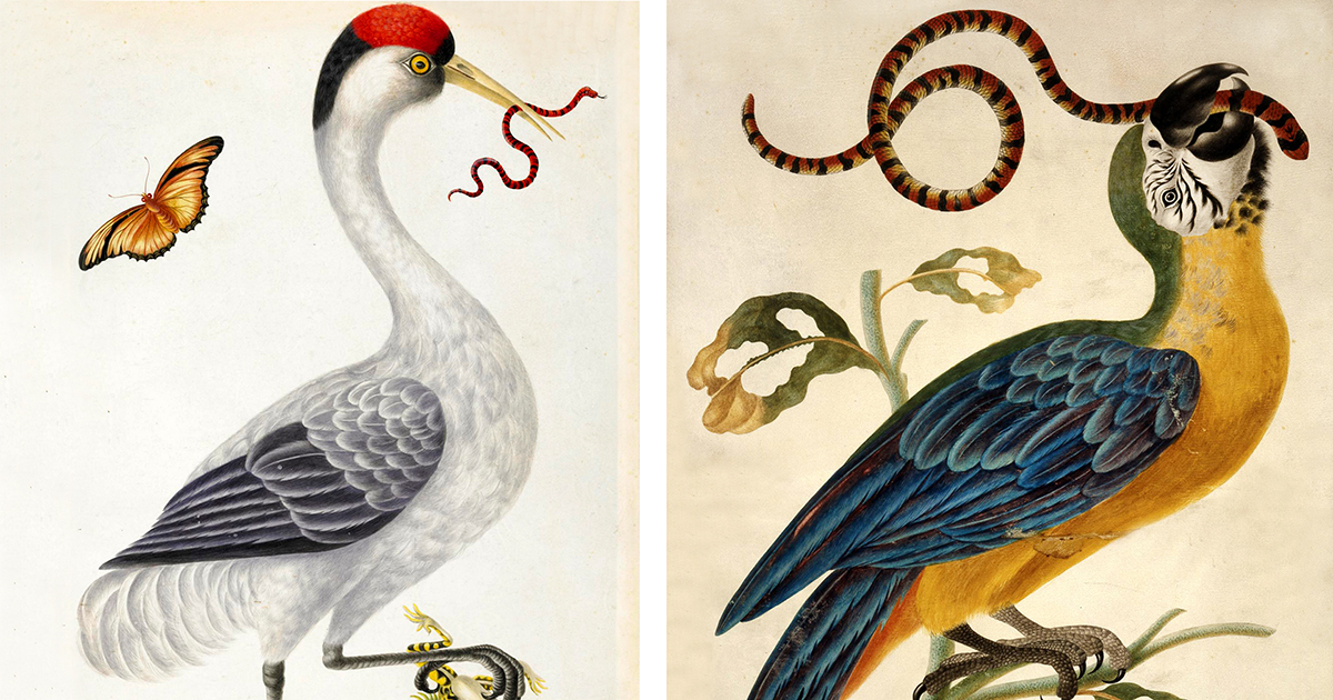 The Wondrous Birds and Reptiles of 18th-Century Artist Dorothea Graff – The Marginalian