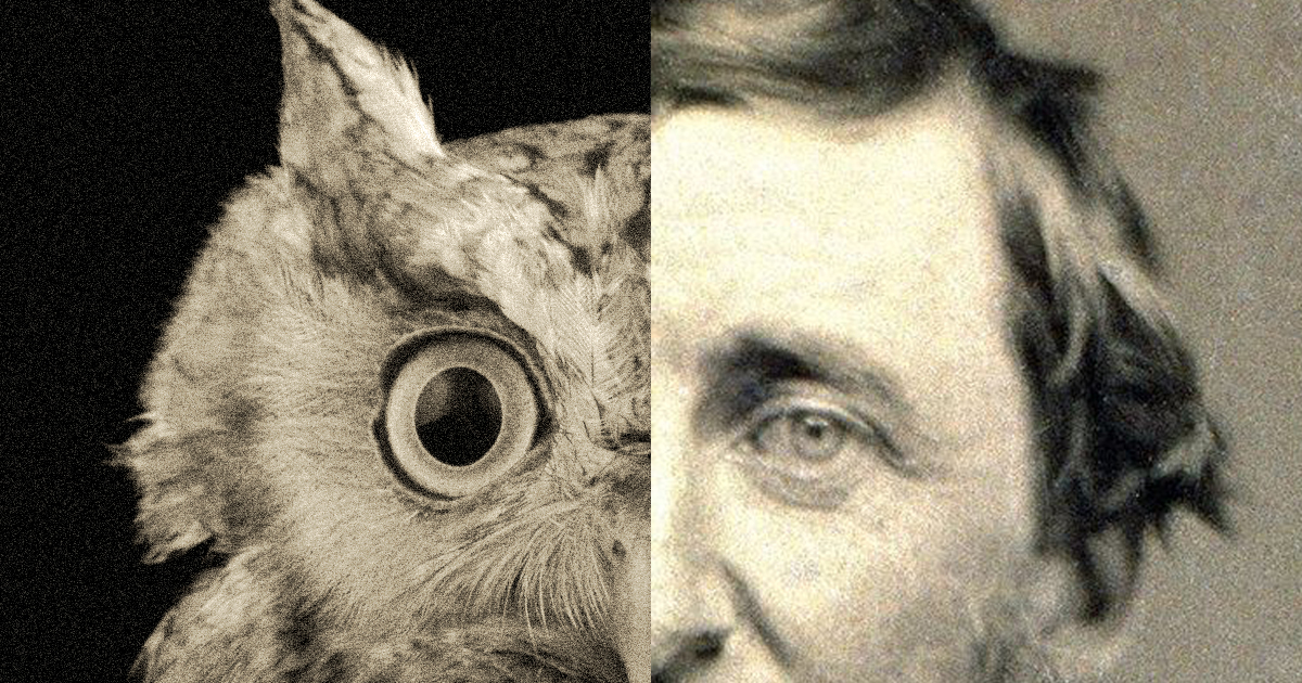 Curiosity as an Instrument of Love: Thoreau’s Touching Account of 24 Hours with a Tiny Owl
