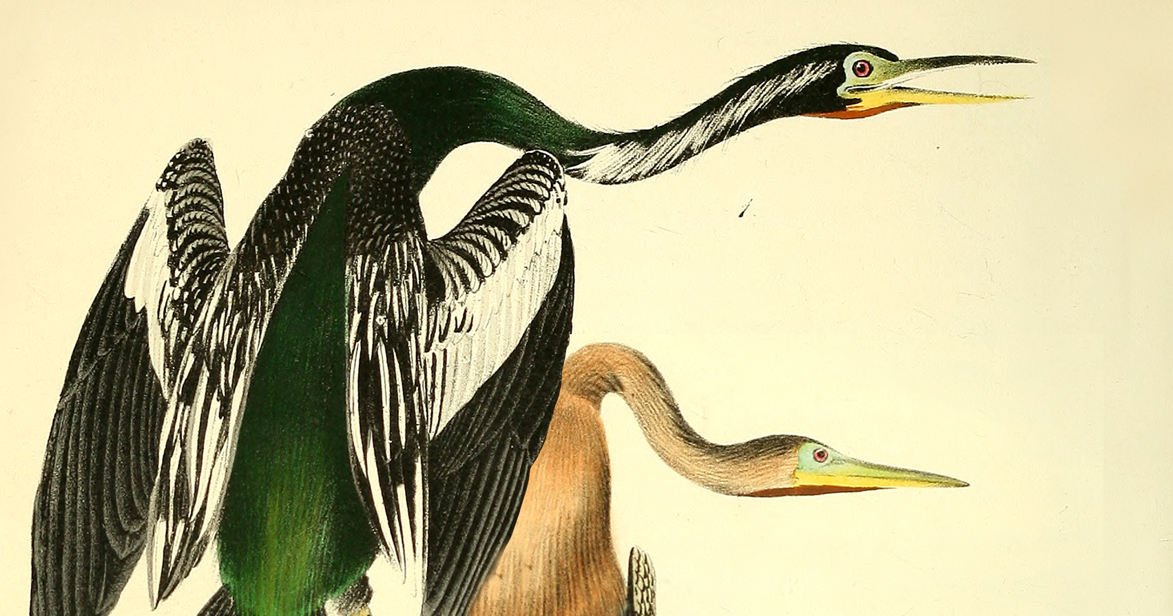Humility Bird How to Live a Miraculous Life – The Marginalian