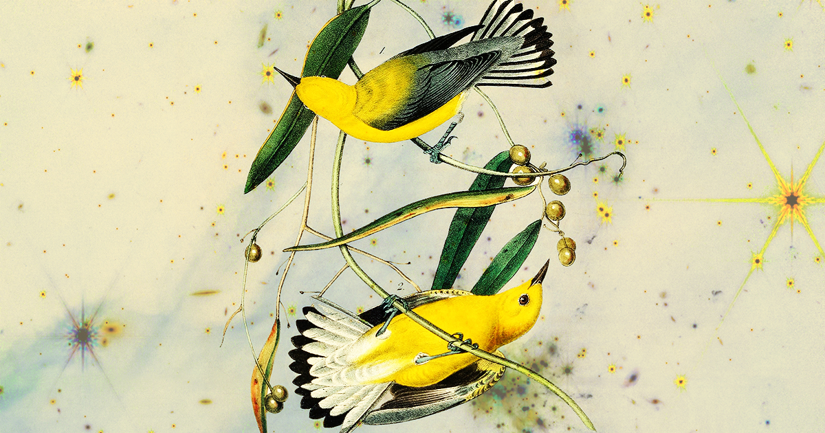 The Lily vs. the Eagle: D.H. Lawrence on the Key to Balancing