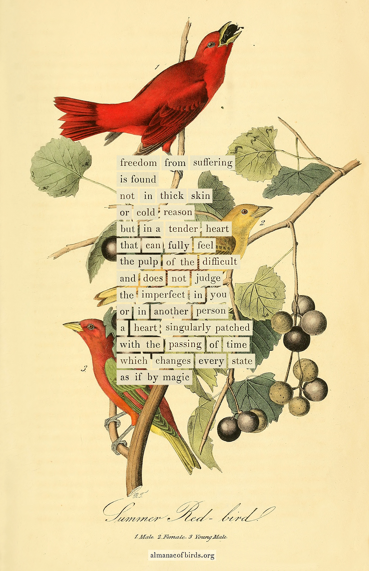 Marginal Bird Summer Red-bird – The Marginalian