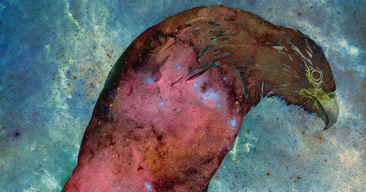 A Plasticity of Being: What a Rare Bird of Prey Reveals about the Deepest Meaning of Intelligence