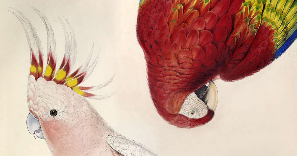 Is It Not Wonderful to Be Alive: Edward Lear’s Parrots