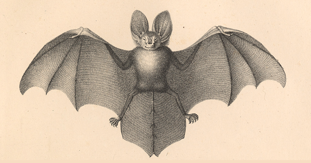 Why Bats Shouldn’t Exist: The Limits of Knowledge, the Pitfalls of Prediction, and the Triumph of the Possible Over the Probable