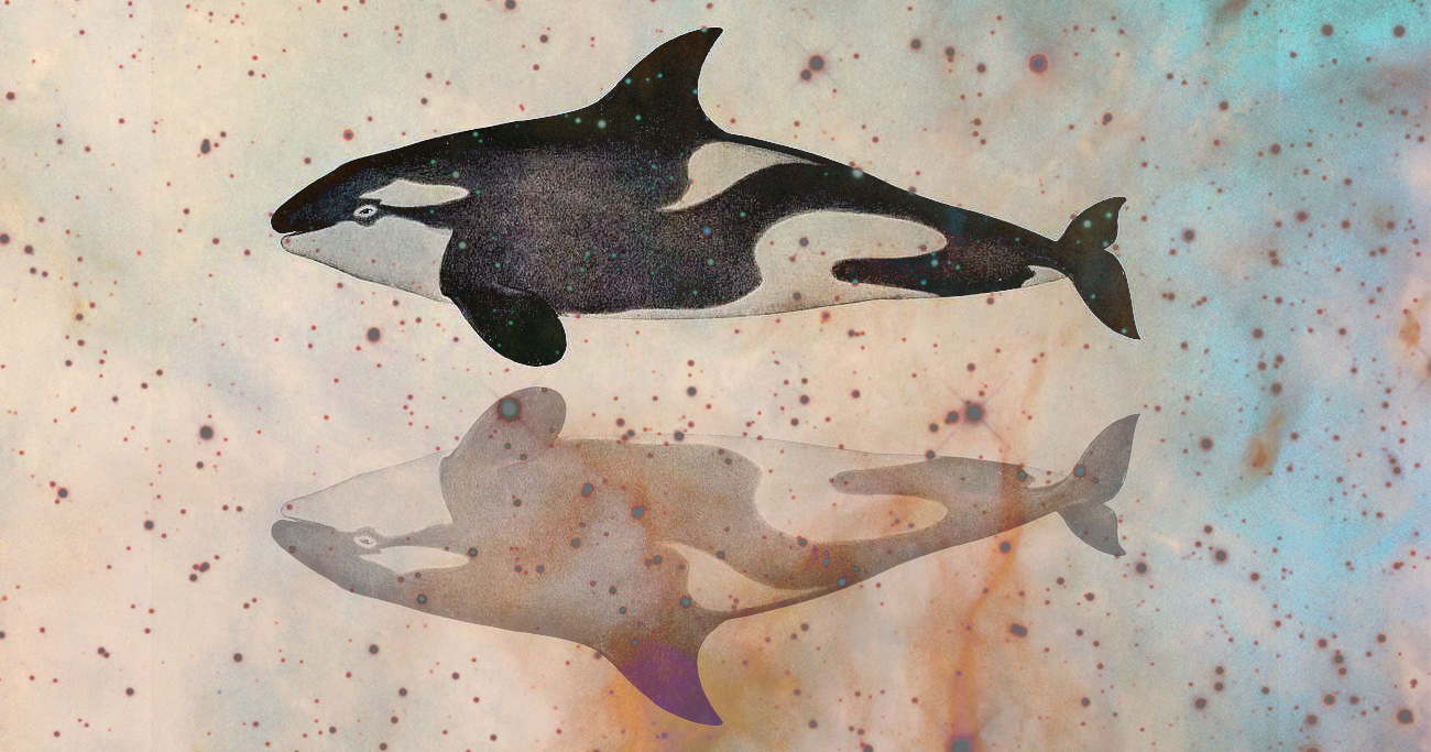 Orcas and the Price of Consciousness: Lessons in Love and Loss from Earth’s Most Successful and Creative Predator