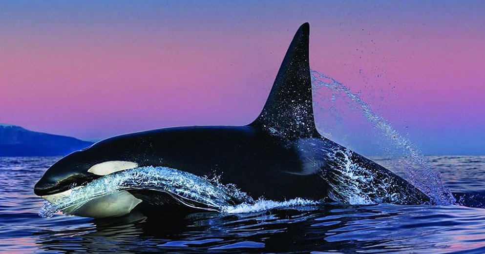 What It's Like to Meet an Orca – The Marginalian