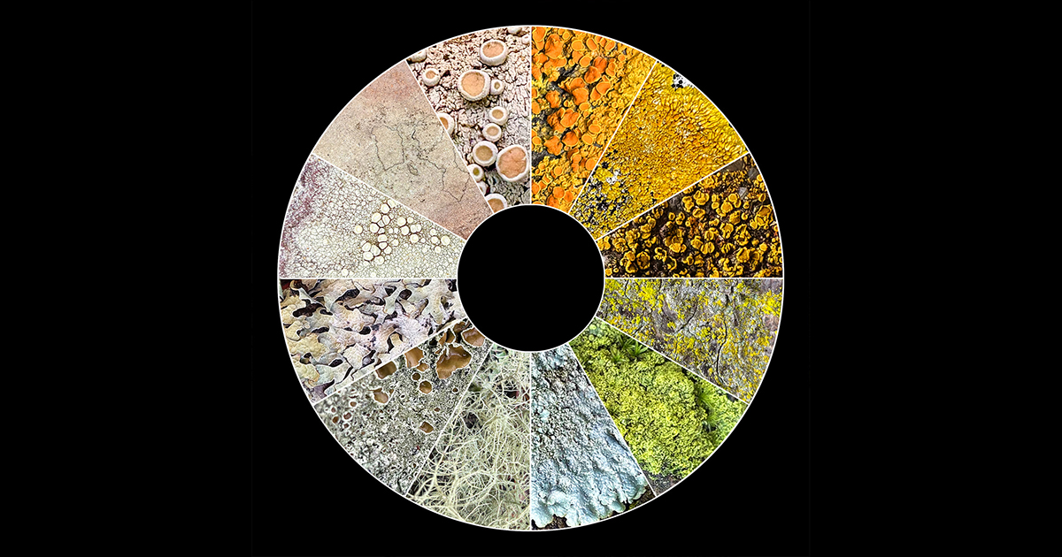 How to Be a Lichen: Adaptive Strategies for the Vulnerabilities of Being Human from Nature’s Tiny Titans of Tenacity