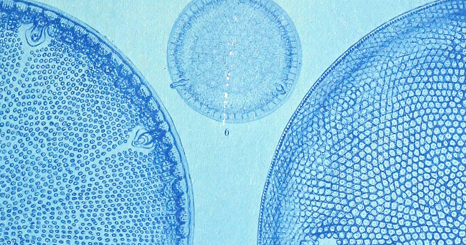 Diatoms and the Meaning of Life
